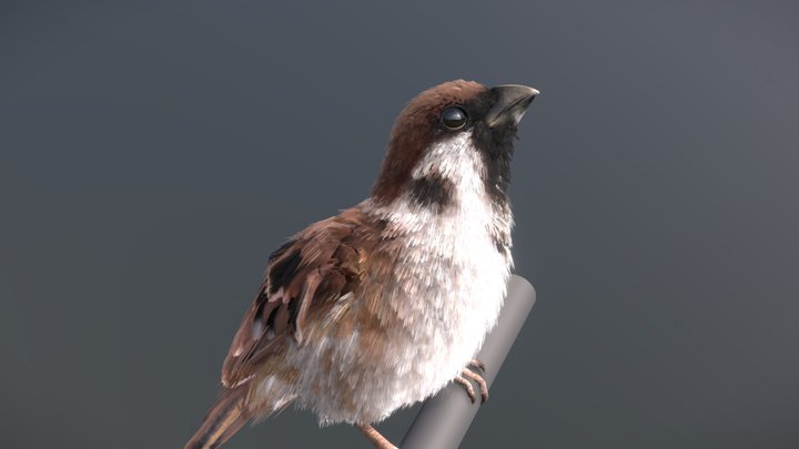 Eurasian Tree Sparrow 3D Model
