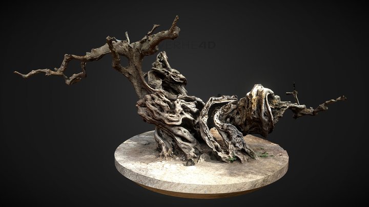 Olive Tree | 2500 years old 3D Model