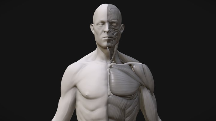 Anatomy2 3D Model