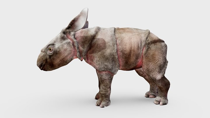 Javan Rhino Calf 3D Model