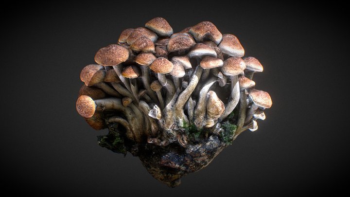 Mushroom strain 3D Model